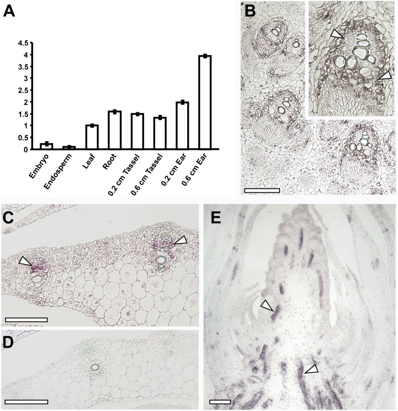 Figure 7.