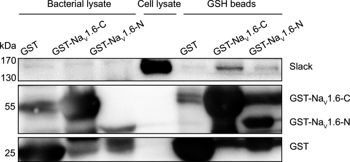 Figure 3—figure supplement 1.