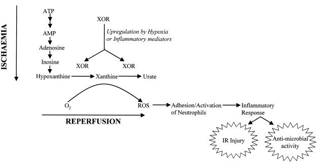 FIG. 1.