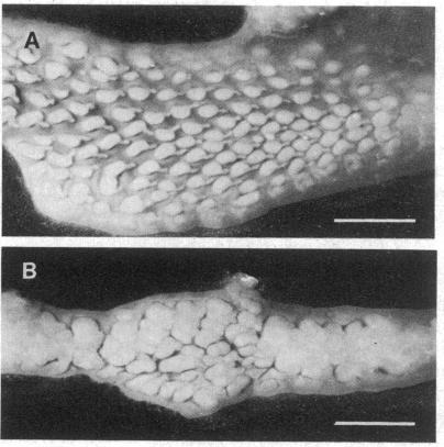 graphic file with name pnas00325-0227-a.jpg