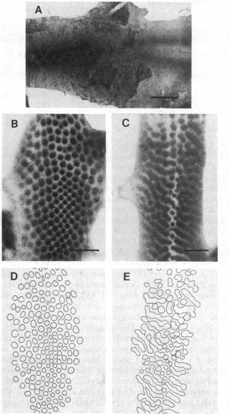 graphic file with name pnas00325-0225-a.jpg