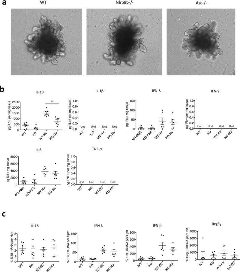 Extended Data Figure 5