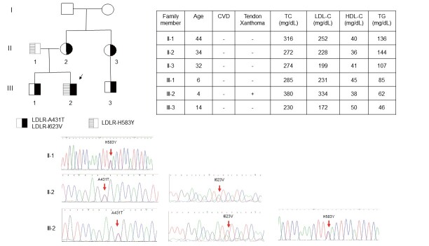 
Fig.2. Genetic diagnosis of a family with LDLR mutation
