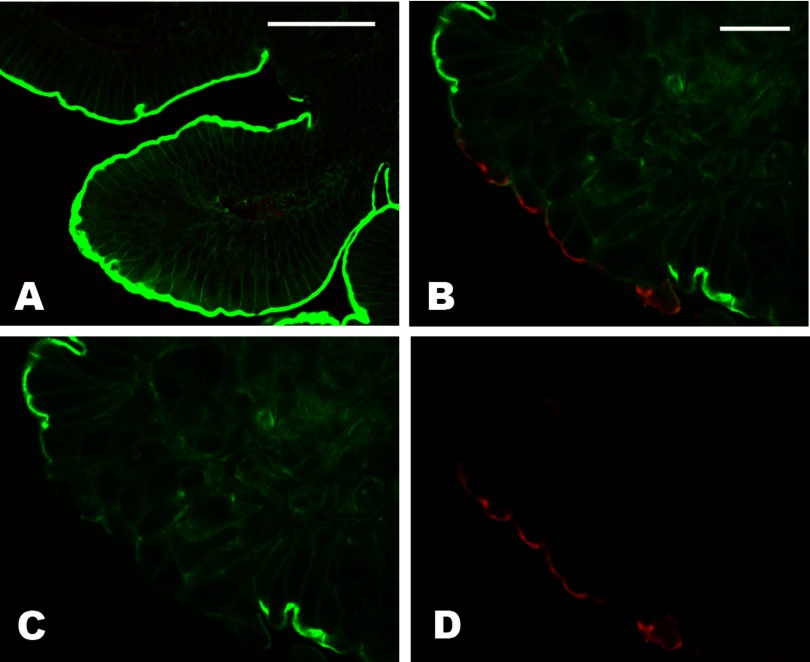 Fig. 8.