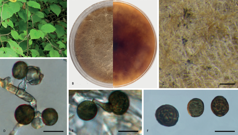 Figure 3.