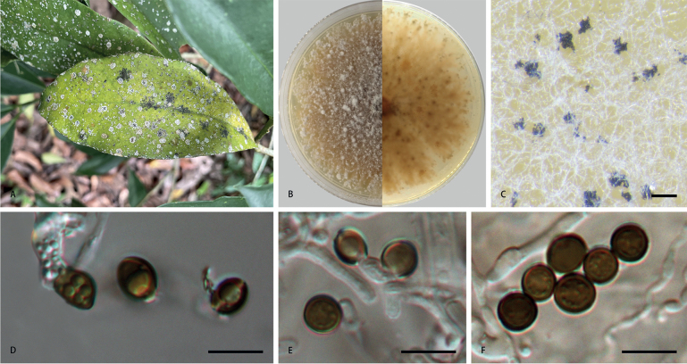 Figure 2.