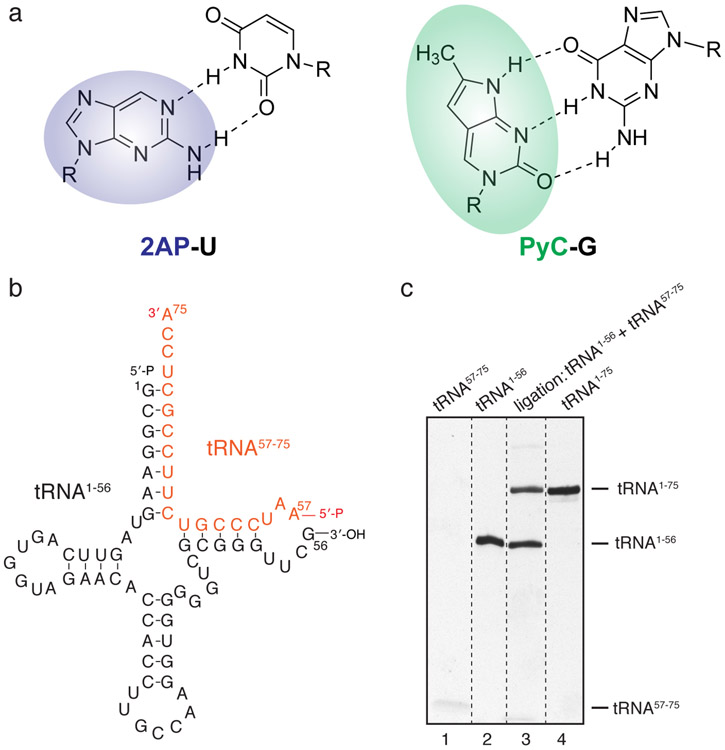 Fig. 1.