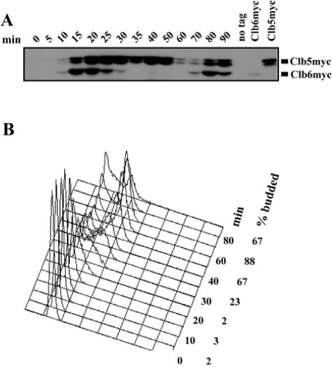 FIG. 1.