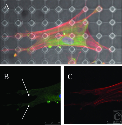 Figure 13