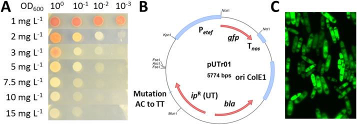 Fig. 1