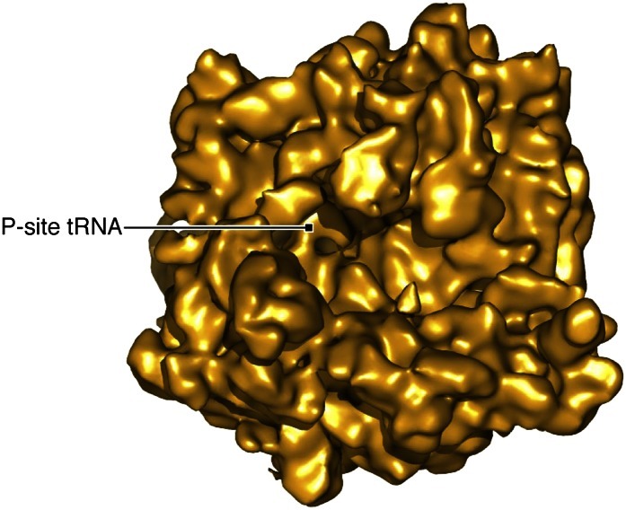 Figure 2—figure supplement 2.