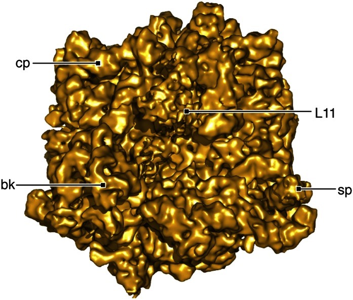 Figure 2—figure supplement 1.