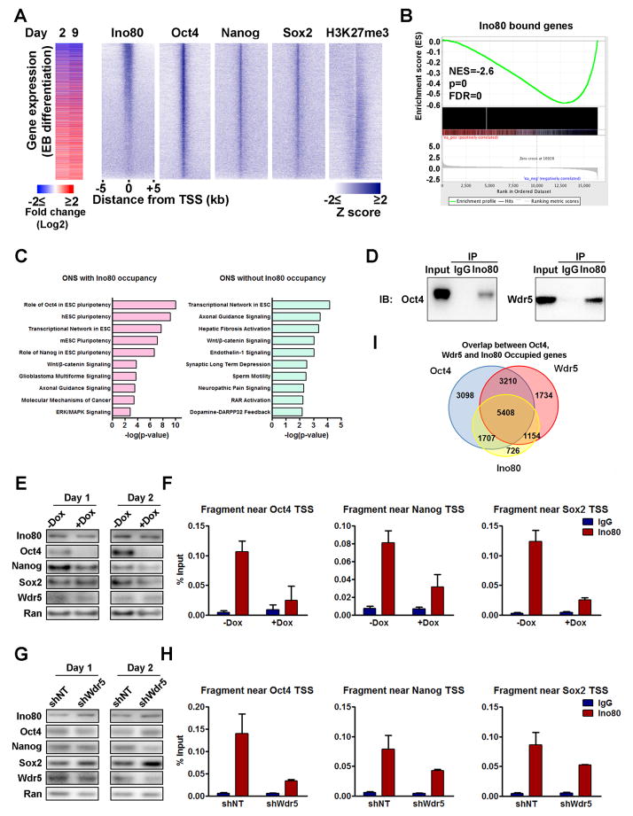 INO80 Dependent Promoter Access Facilitates Activation of Pluripotency ...