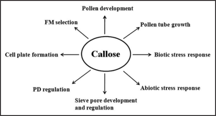 Callose synthesis in higher plants - PMC