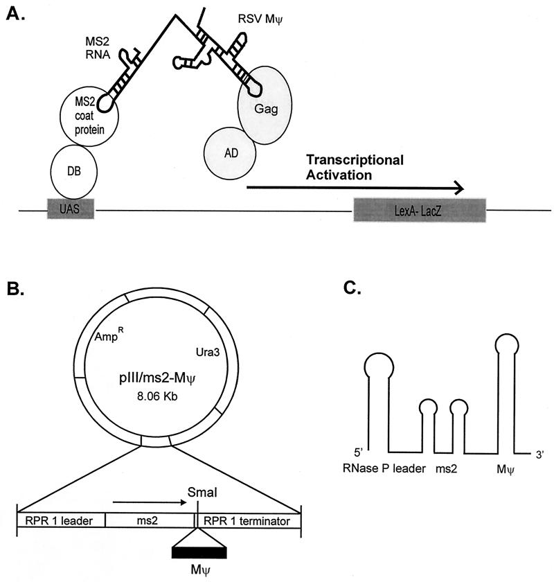 FIG. 6