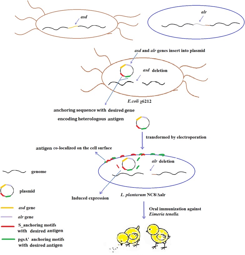 graphic file with name 12934_2020_1297_Figa_HTML.jpg