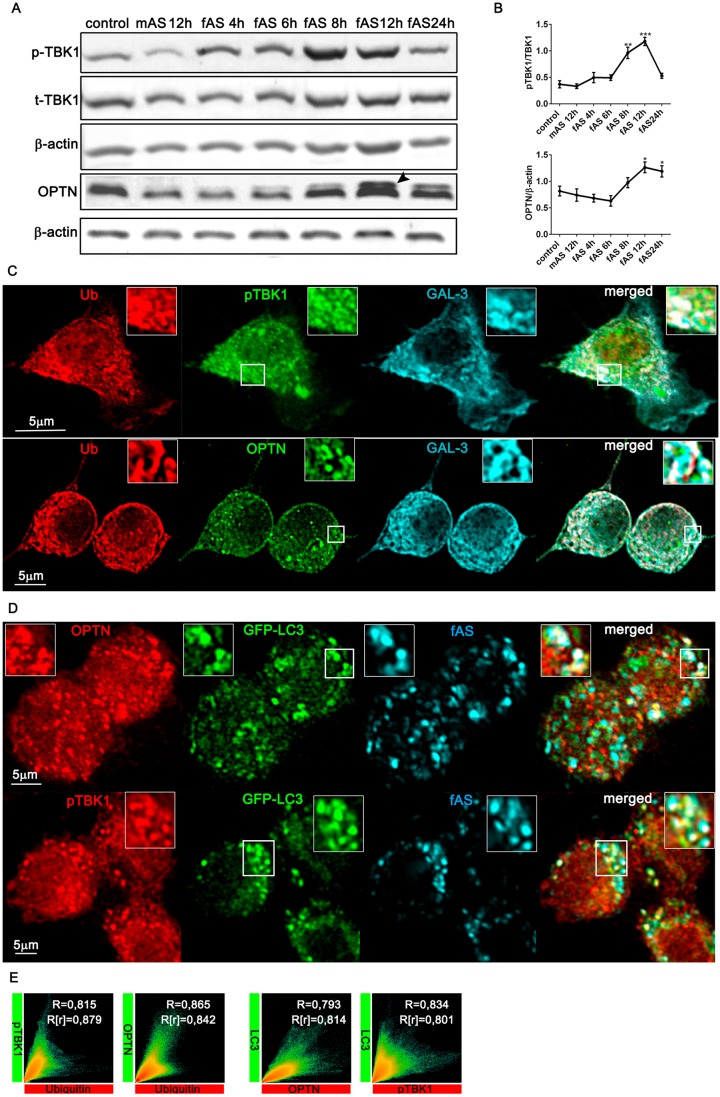 Alpha-synuclein fibrils recruit TBK1 and OPTN to lysosomal damage sites ...