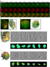 Fig. 4.