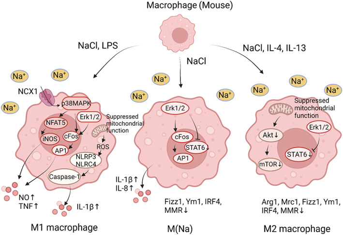 FIGURE 2