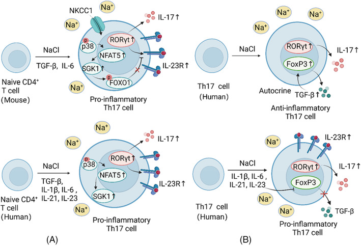 FIGURE 3