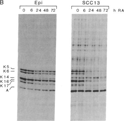 graphic file with name pnas01061-0029-b.jpg