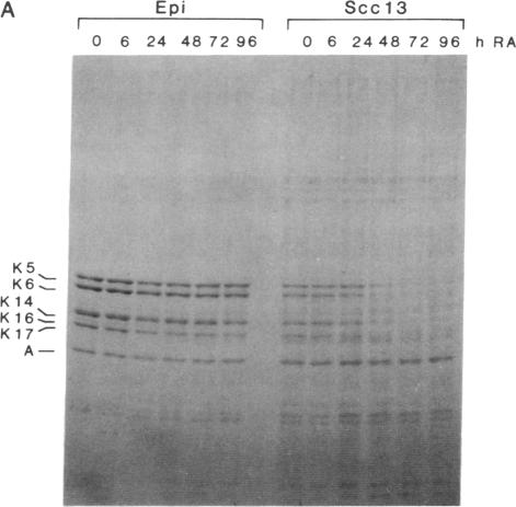 graphic file with name pnas01061-0029-a.jpg