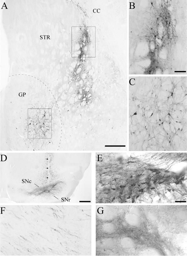 Fig. 9.