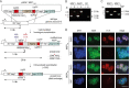 Figure 6—figure supplement 1.