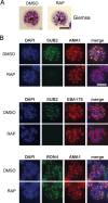 Figure 1—figure supplement 1.