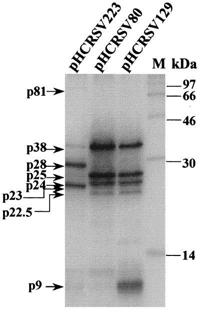 FIG. 3