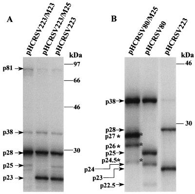 FIG. 5