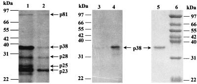 FIG. 6