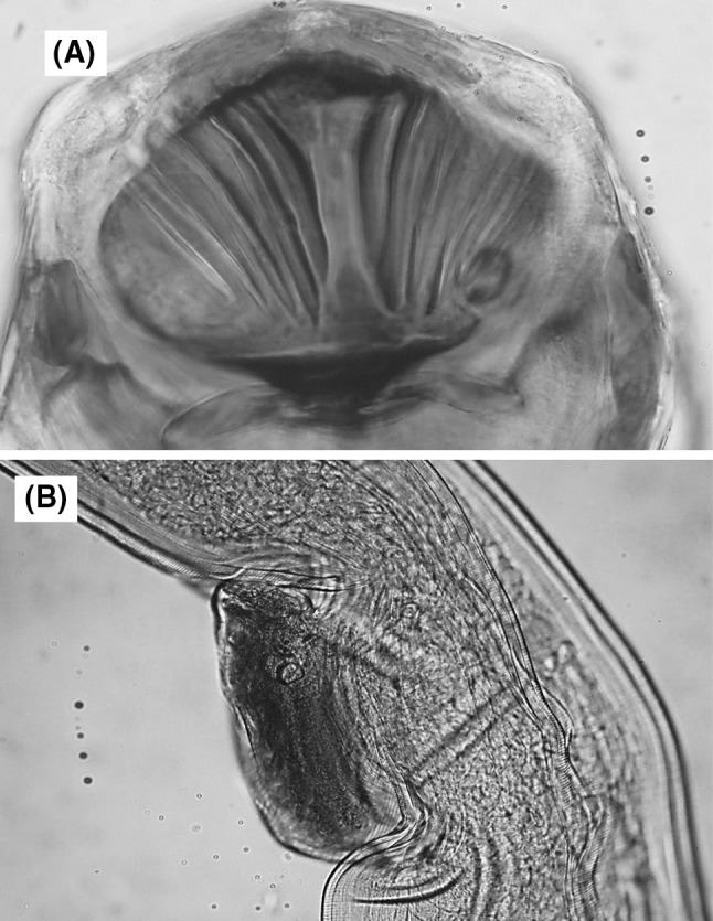 Fig. 1