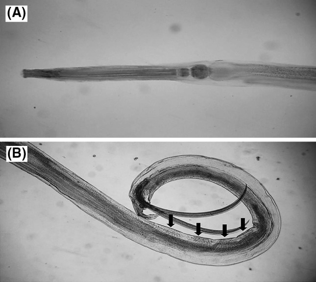 Fig. 2