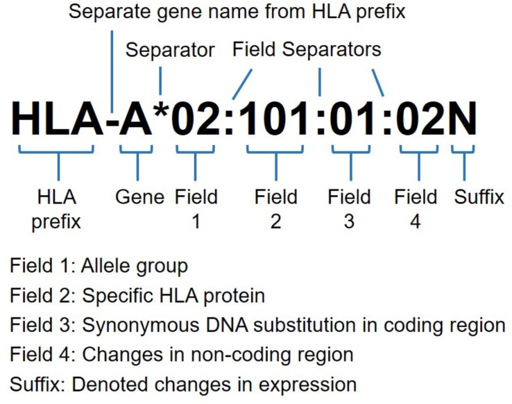 FIGURE 1