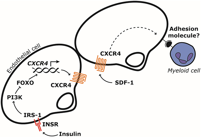 graphic file with name nihms-1809391-f0001.jpg