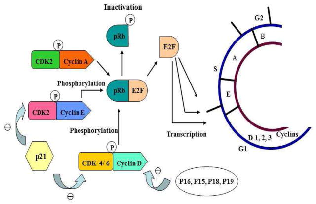 The Regulatory Mechanisms of Tumor Suppressor P16INK4A and Relevance to ...