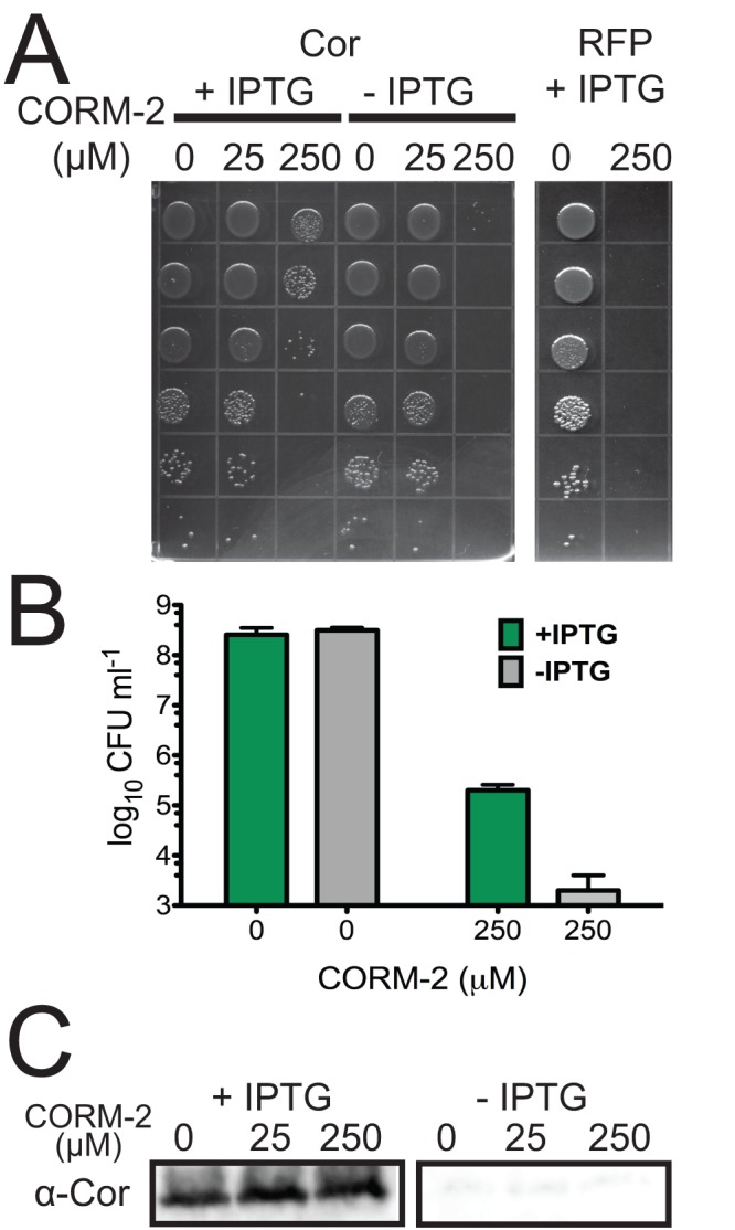 FIG 5 