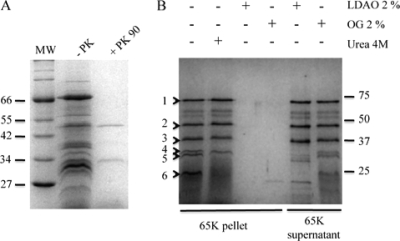 FIG. 5.