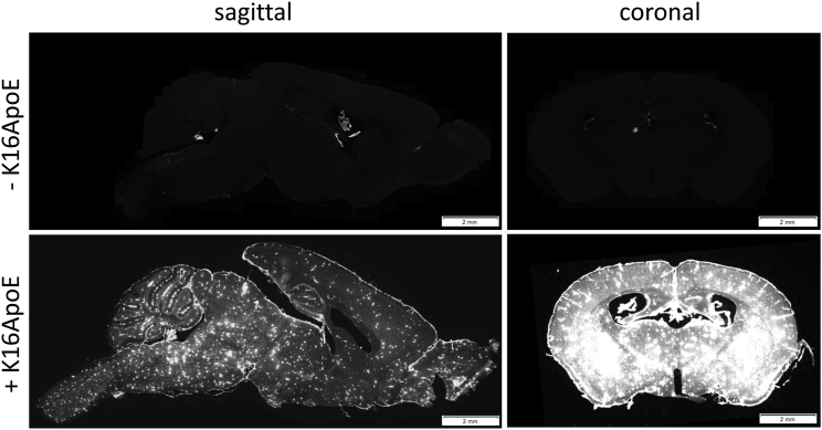 Figure 2