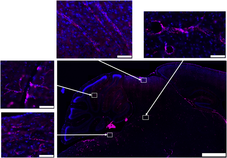 Figure 3