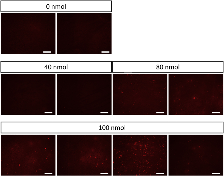 Figure 5