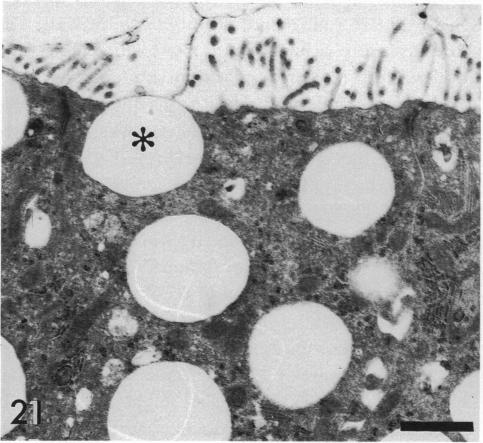 Fig. 21