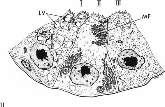 Fig. 11