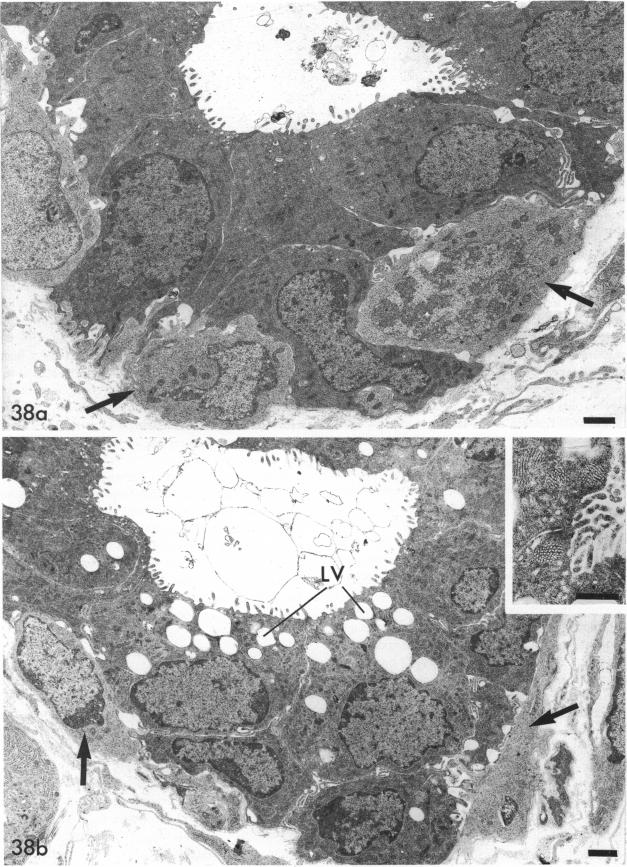 Fig. 38