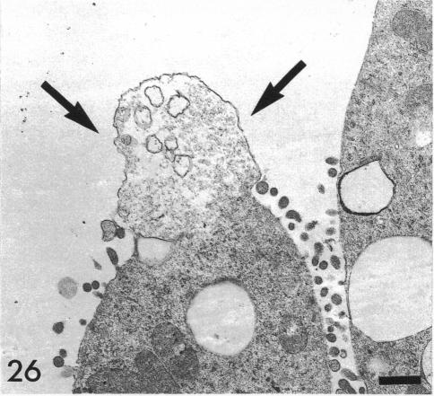 Fig. 26