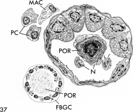 Fig. 37