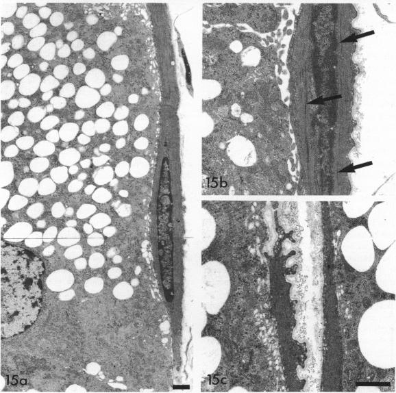 Fig. 15