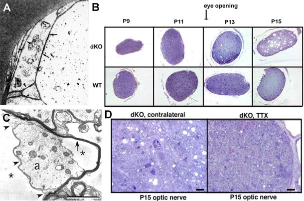 Fig. 11