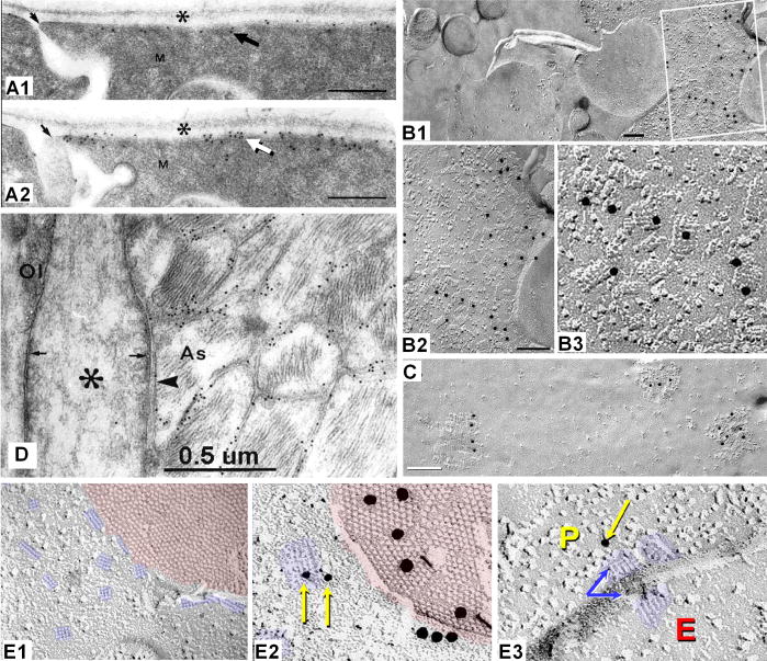 Fig. 9